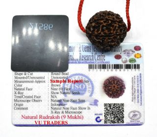 9 Mukhi Rudraksha / Nine Face Rudraksh Java Bead Lab Certified Size 25 - 27 Mm