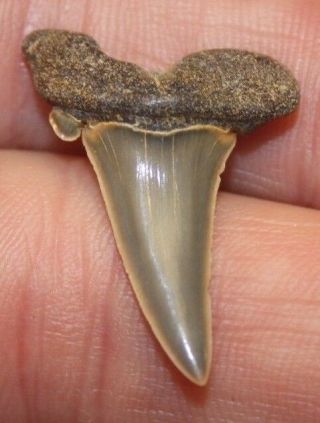 Extinct Mackerel Shark Tooth Fossilized Antwerp Belgium Fossil Teeth Ancient Sea