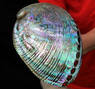 7.  1 " Large Gemmy Rainbow Polished Paua Abalone Shell Ab138