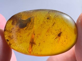 4g Unique Cicada Larvae Burmite Myanmar Burmese Amber Insect Fossil Dinosaur Age