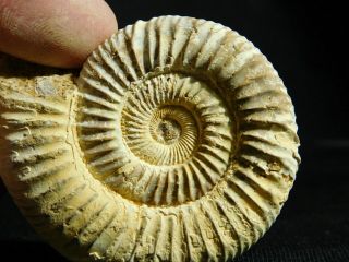 A Neat 100 Natural 200 Million Year Old White Ribbed Ammonite Fossil 75.  3gr E