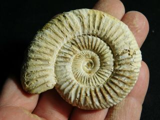 A Neat 100 Natural 200 Million Year Old WHITE Ribbed AMMONITE Fossil 75.  3gr e 2