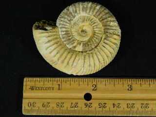 A Neat 100 Natural 200 Million Year Old WHITE Ribbed AMMONITE Fossil 75.  3gr e 3