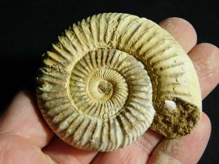 A Neat 100 Natural 200 Million Year Old WHITE Ribbed AMMONITE Fossil 75.  3gr e 4