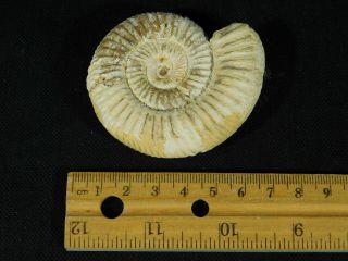 A Neat 100 Natural 200 Million Year Old WHITE Ribbed AMMONITE Fossil 75.  3gr e 5