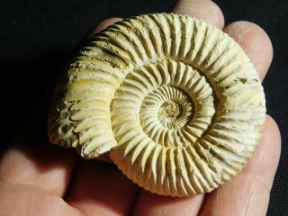 A 100 Natural 200 Million Year Old White Ribbed Ammonite Fossil 81.  3gr E