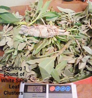 Fresh White Sage Leaf Clusters (clippings,  Sprigs,  Leave Tops) 1 Lbs