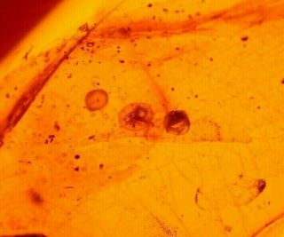Water Bubble Enhydro,  Blood Sucking Fly In Burmite Amber Fossil Dinosaur Age