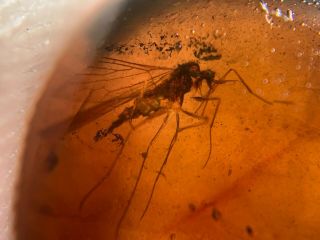 Big Unique Scorpion Fly Burmite Myanmar Burma Amber Insect Fossil Dinosaur Age