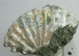 Rare Iridescent Mother Of Pearl Cretaceous Ammonite Eagleford Shale Texas