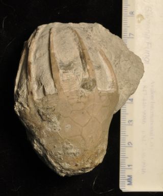 Fossil Crinoid - Eucalyptocrinus Crassus From Indiana