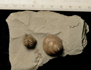 Fossil Trilobite - Flexicalymene Retrosa From Ohio