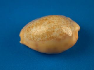 Cypraea coloba,  Heavy Callous,  23.  4mm,  Thailand Shell 2