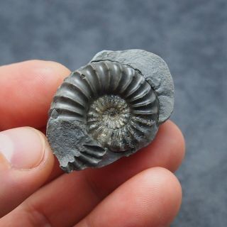 31mm Pleuroceras Ammonite Bivalve Germany Fossil Fossilien Geode Mollusk