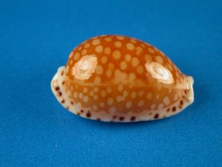 Cypraea Gaskoini,  Pattern,  19.  2mm,  Hawaii Shell