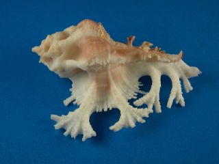 Murex (homalocantha) Pele,  Fronds,  48.  7mm,  Hawaii