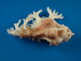 Murex (Homalocantha) pele,  Fronds,  48.  7mm,  Hawaii 2
