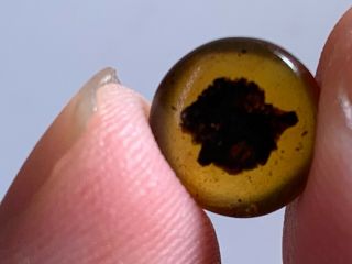 0.  28g Unique Plant Burmite Myanmar Burmese Amber Insect Fossil From Dinosaur Age