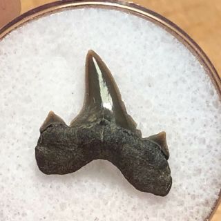 02 Wt / Fossil Shark Tooth Cretaceous Spillway Waco Texas.  Wolf Fam.  Coll.