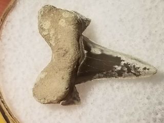 44 Wt / Fossil Shark Tooth Cretaceous Spillway Waco Texas.  Wolf Fam.  Coll.
