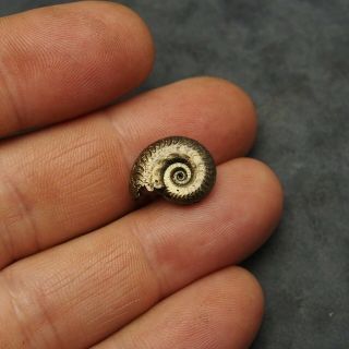16mm AMMONITE,  Bivalve Pyrite Mineral Fossil fossilien Ammoniten France 3