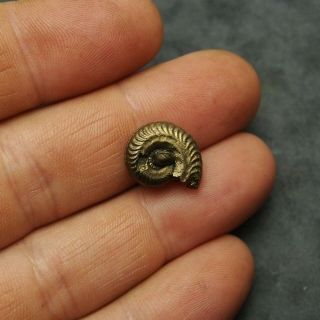 16mm AMMONITE,  Bivalve Pyrite Mineral Fossil fossilien Ammoniten France 5