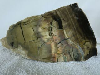 Petrified Wood - Araucaria Piece With Cut Face - 8 Pounds