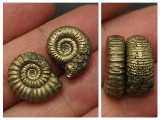 2x Ammonite 19 - 20mm Pyrite Mineral Fossil Fossilien Ammoniten France Dino