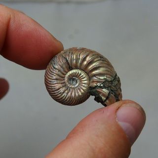 35mm Quenstedtoceras Pyrite Ammonite Fossils Callovian Fossilien Russia pendant 4