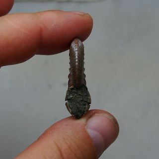 35mm Quenstedtoceras Pyrite Ammonite Fossils Callovian Fossilien Russia pendant 5