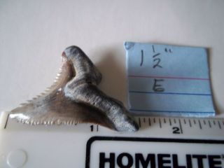 Shark Tooth Hemipristis Fossil (snaggle Tooth) Bone Valley Area Florida Teeth