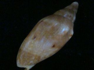 Voluta malayensis 122 mm crabbed specimen,  still with gloss and color 2