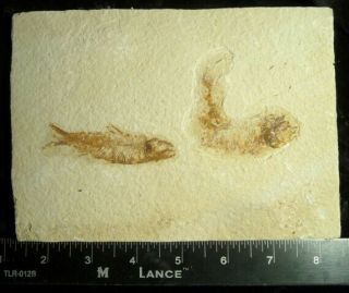Fossilized Double Fish Specimen Knightia Eoceana From Green River Formation Wy