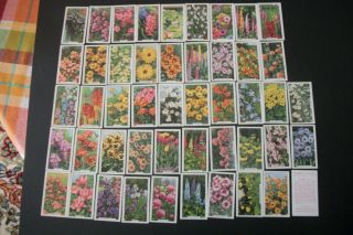 Cigarette Tobacco Cards Complete Set Of 48 Gallaher Garden Flowers 1938