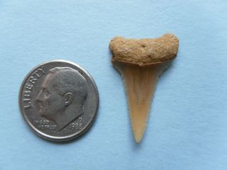 15/16 " Chilean Fossil Great White Tooth