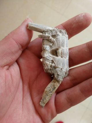 Rare preciou Crab Fossil specimen Madagascar M13 2