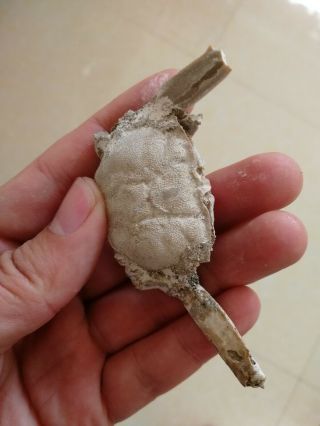 Rare preciou Crab Fossil specimen Madagascar M13 4