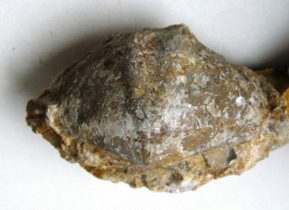 Fossil Brachiopod Myriospirifer Myriofila