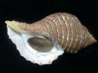 Neptunea Lyrata 103 Mm W/o Gorgeous Shell,  Selected From Hundreds,  Top Top