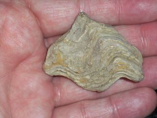 Clam Or Oyster Fossil - Partial - North Texas Fossils / Lower Cretaceous
