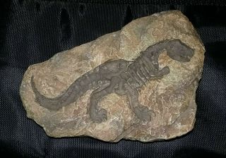 Tyrannosaurus Rex Dinosaur Fossil In Stone Desktop Display T - Rex