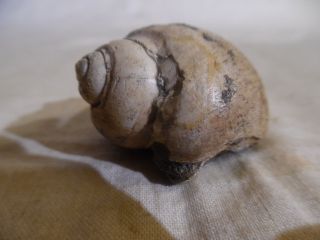 Fossil Snail Shell