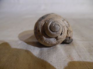 Fossil Snail Shell 2