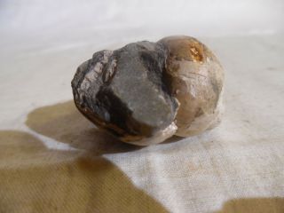 Fossil Snail Shell 4