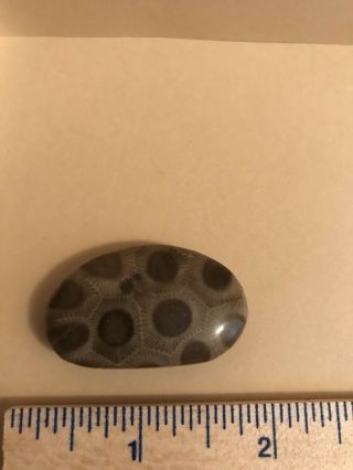 Polished Petoskey Stone 0.  6oz,  4” Circumference