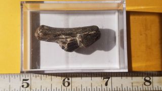 4 Fossil Mosasaur Partial Tooth From Cretaceous Of Texas (north Sulpher River)