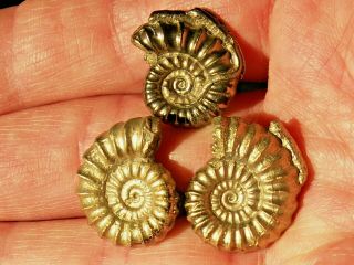 3 Gold Pyrite Fossil Worm Tube Ammonites Jurassic Dinosaur Age Curios Jewellery