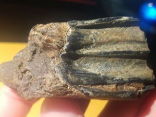 4 Ice Age Pleistocene Fossil Bison Tooth From Texas Coastal Area. 2