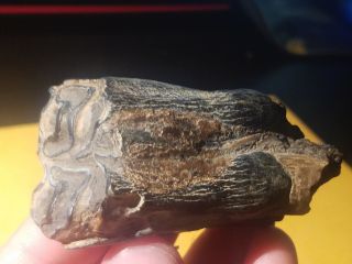 4 Ice Age Pleistocene Fossil Bison Tooth From Texas Coastal Area. 3