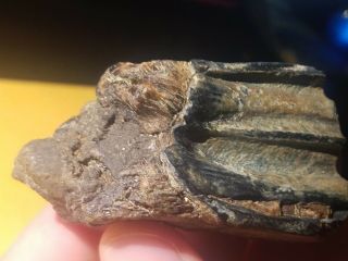 4 Ice Age Pleistocene Fossil Bison Tooth From Texas Coastal Area. 5